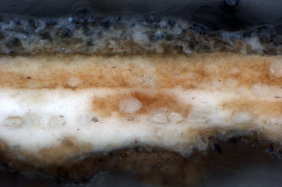 46217 Cross section 01 100X